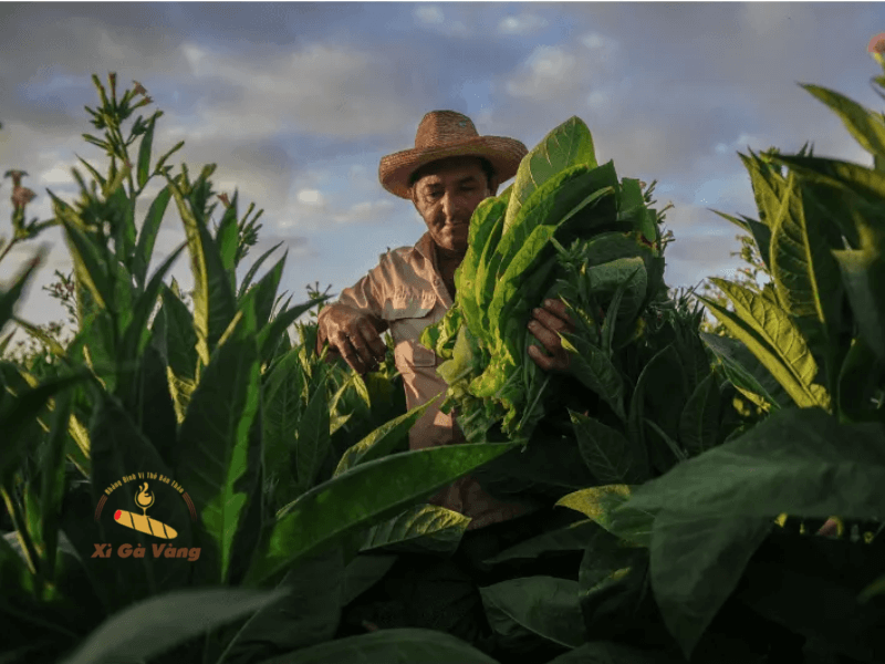 Giải phẫu cây thuốc xì gà gồm Volado, Seco, Ligero